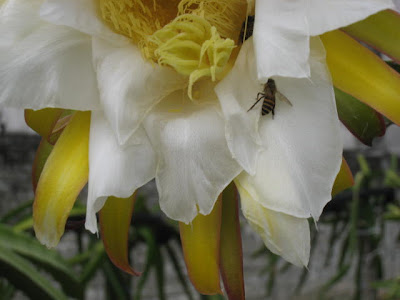 Dragon Fruit Plant In Kerala