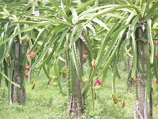 Dragon Fruit Plant In Kerala