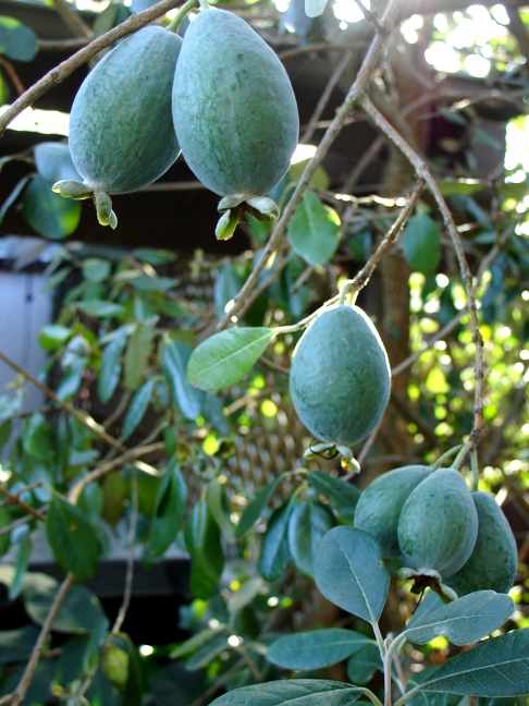 Dragon Fruit Plant In Kerala