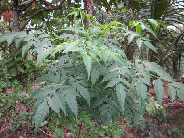 Dragon Fruit Plant In Kerala