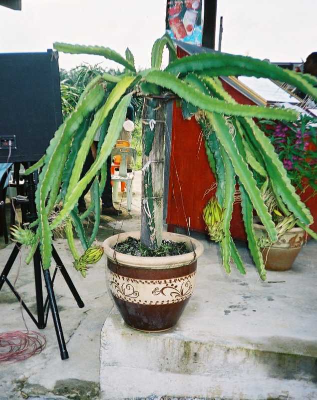 Dragon Fruit Plant In Pot