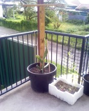 Dragon Fruit Plant In Pot