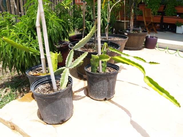 Dragon Fruit Plant In Pot