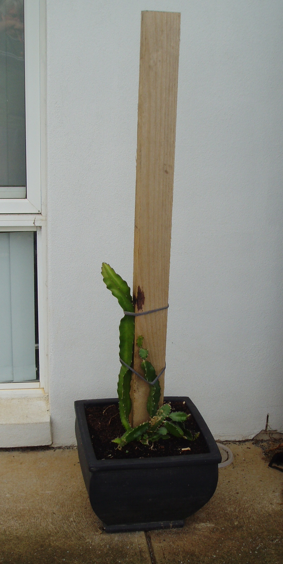 Dragon Fruit Plant In Pot