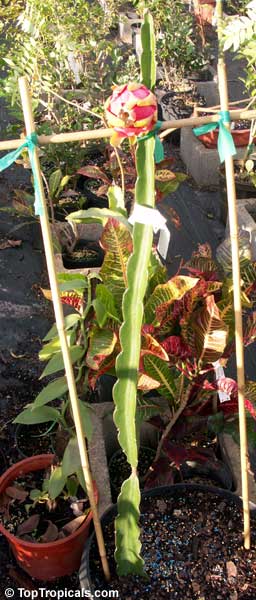 Dragon Fruit Plant In Pot