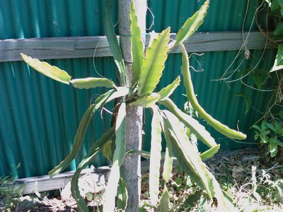 Dragon Fruit Plant In Pot