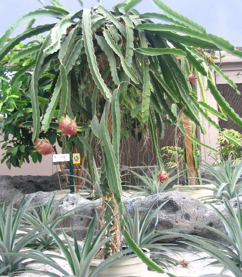 Dragon Fruit Plant In Pot