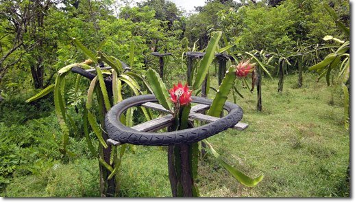 Dragon Fruit Plantation