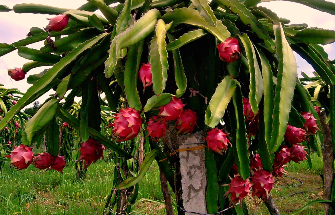 Dragon Fruit Plantation