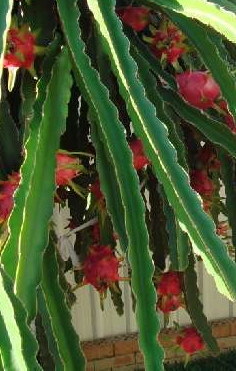 Dragon Fruit Plantation