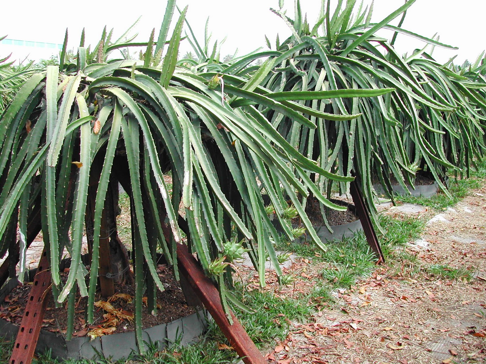 Dragon Fruit Plantation