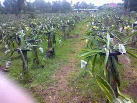 Dragon Fruit Plantation