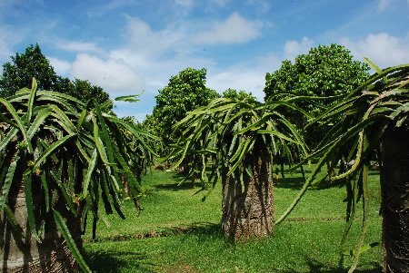 Dragon Fruit Plantation