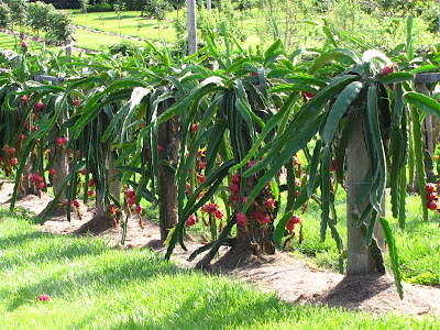 Dragon Fruit Plantation