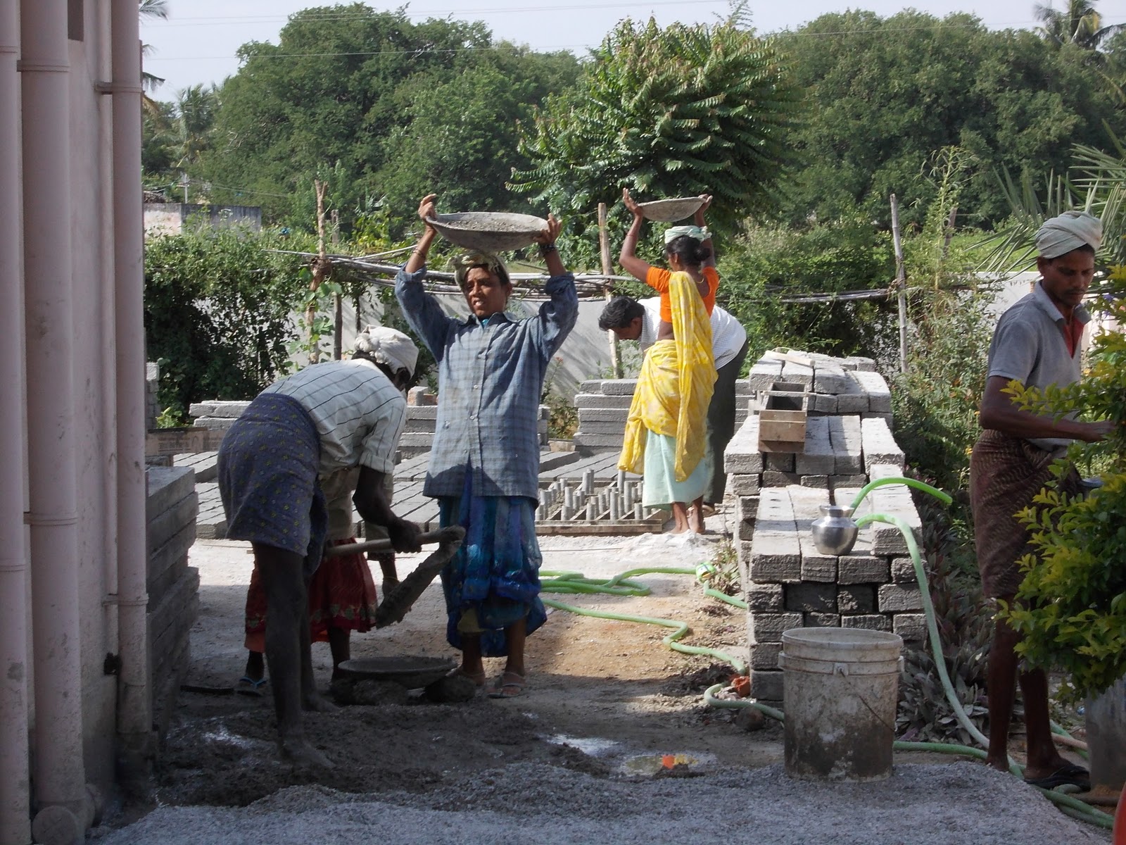 Dragon Fruit Plantation In India