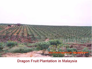 Dragon Fruit Plantation In India