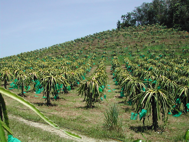 Dragon Fruit Plantation In India