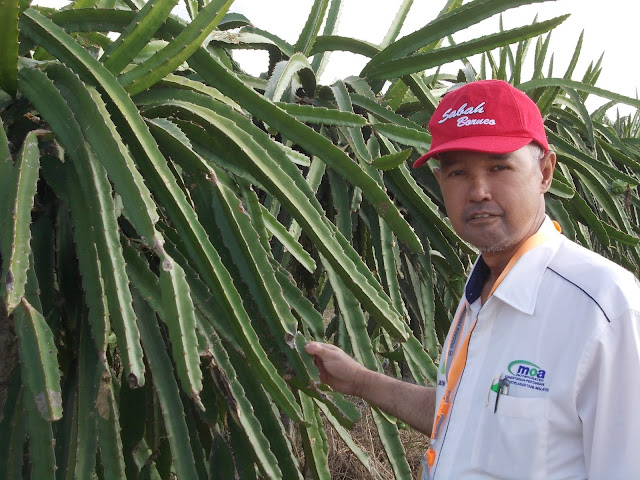 Dragon Fruit Plantation In India