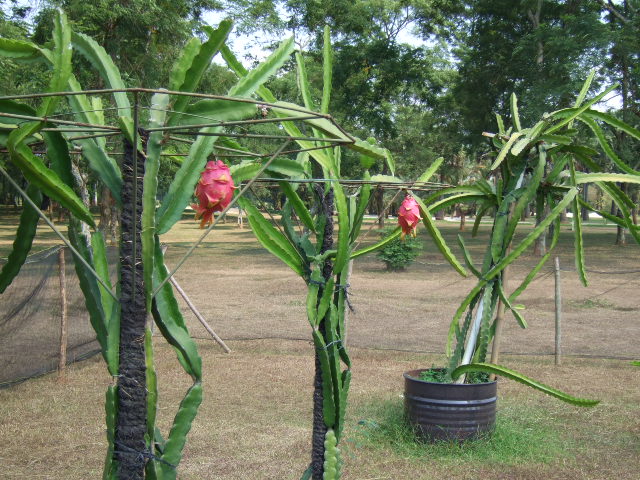 Dragon Fruit Plantation In India