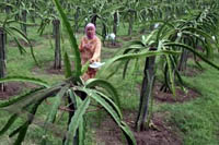 Dragon Fruit Plantation In India