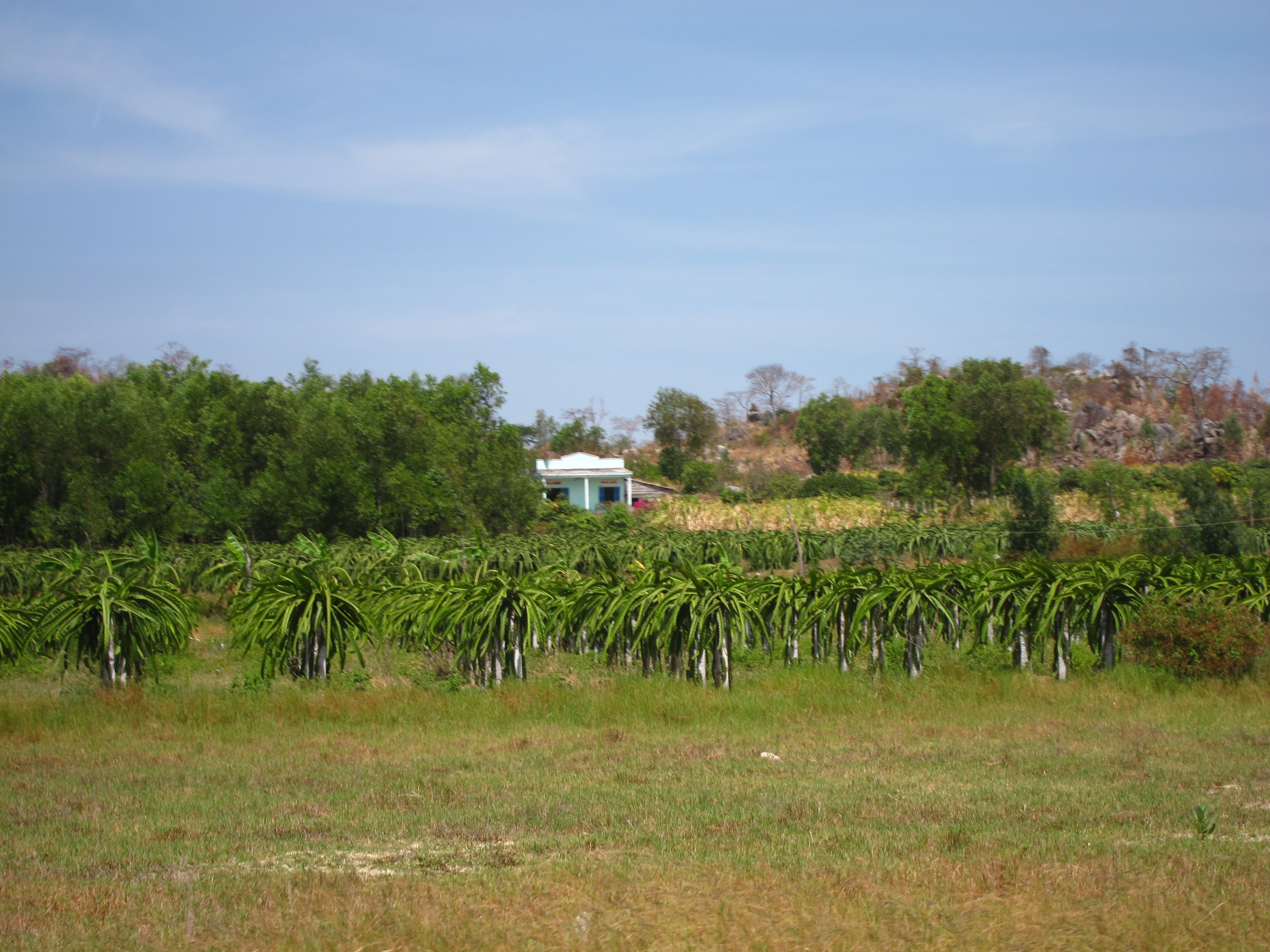 Dragon Fruit Plantation In India