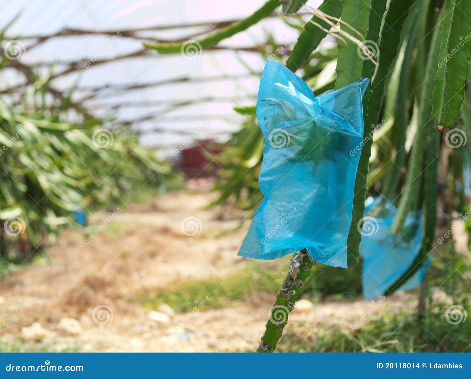 Dragon Fruit Plantation In Malaysia