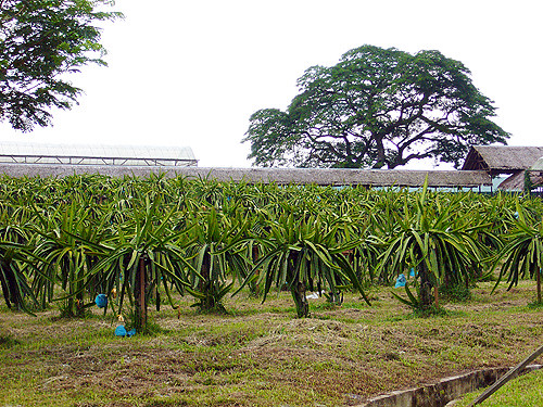 Dragon Fruit Plantation In Malaysia