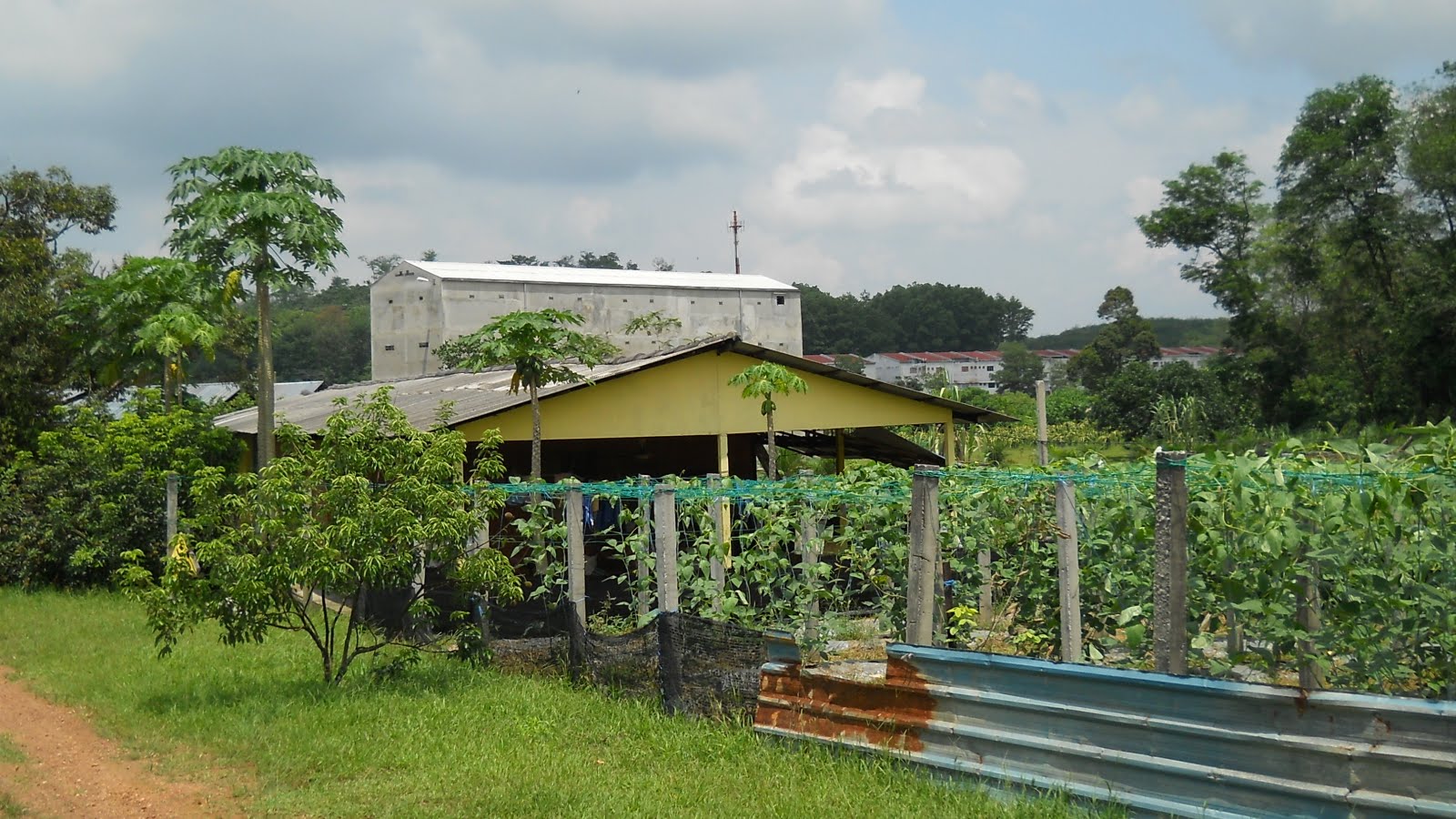 Dragon Fruit Plantation In Malaysia