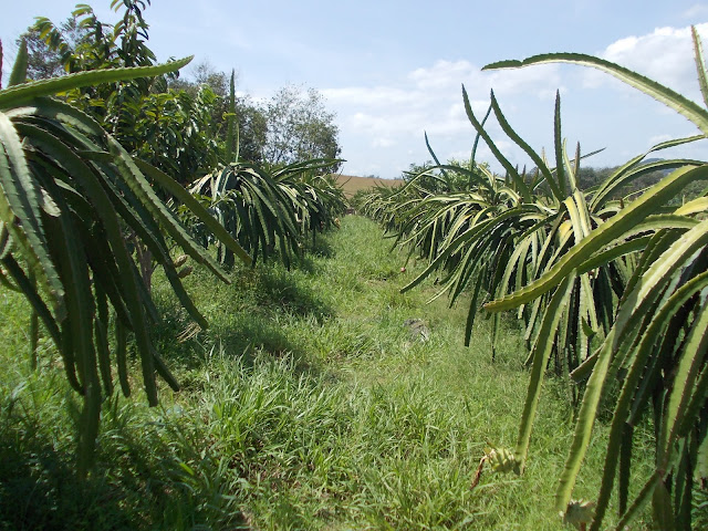 Dragon Fruit Plantation In Malaysia