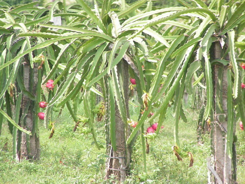 Dragon Fruit Plantation In Malaysia