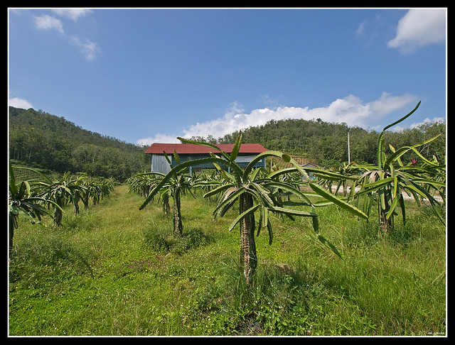 Dragon Fruit Plantation In Malaysia