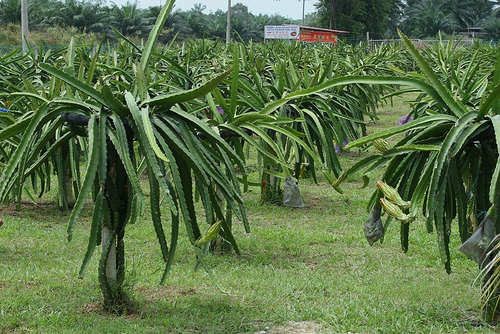 Dragon Fruit Plantation In The Philippines