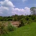 Dragon Fruit Plantation Sri Lanka