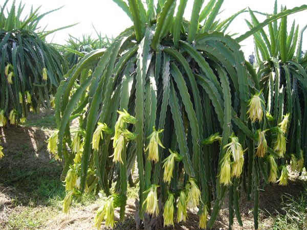 Dragon Fruit Tree