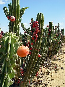 Dragon Fruit Tree