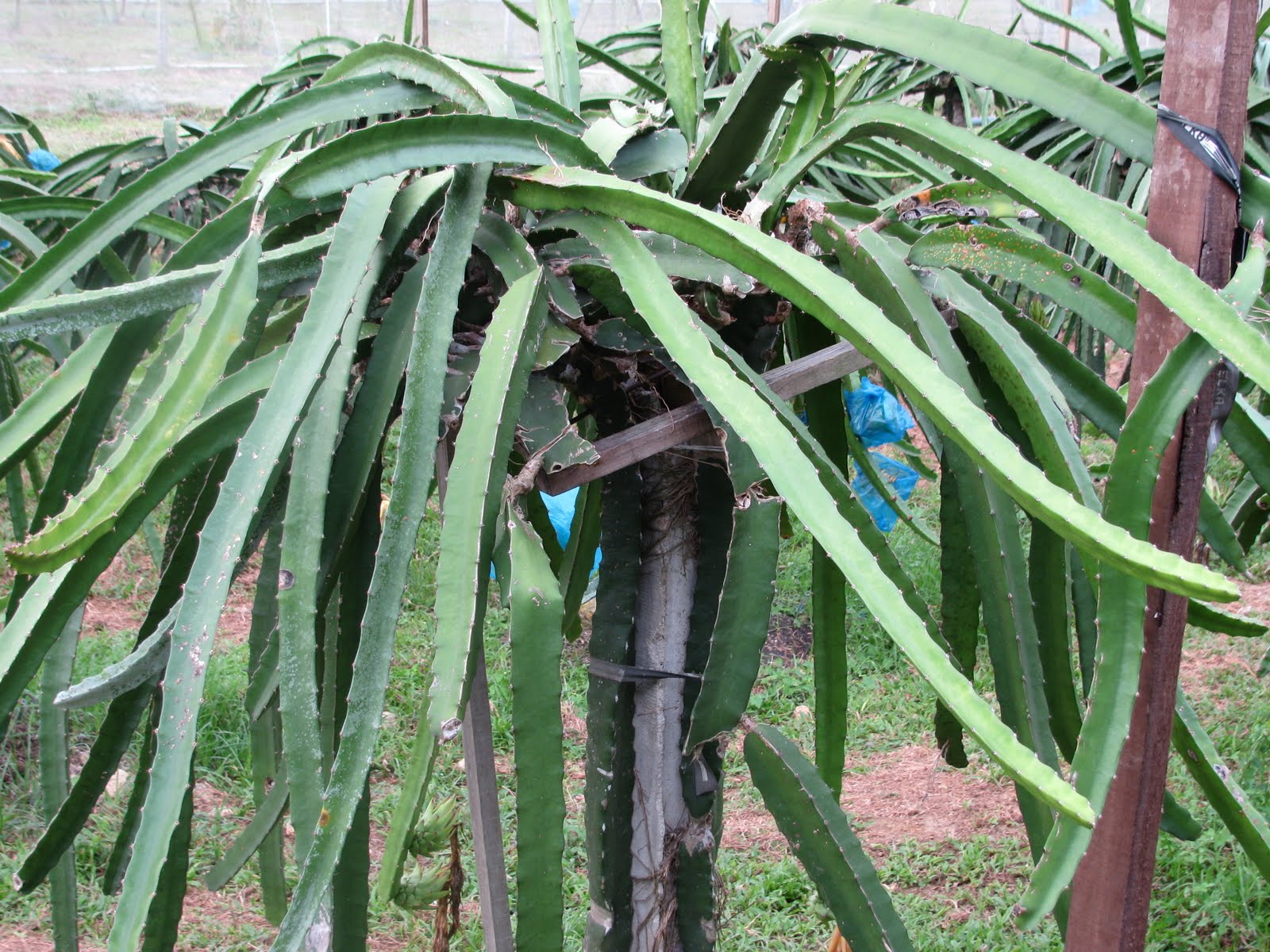 Dragon Fruit Tree Care