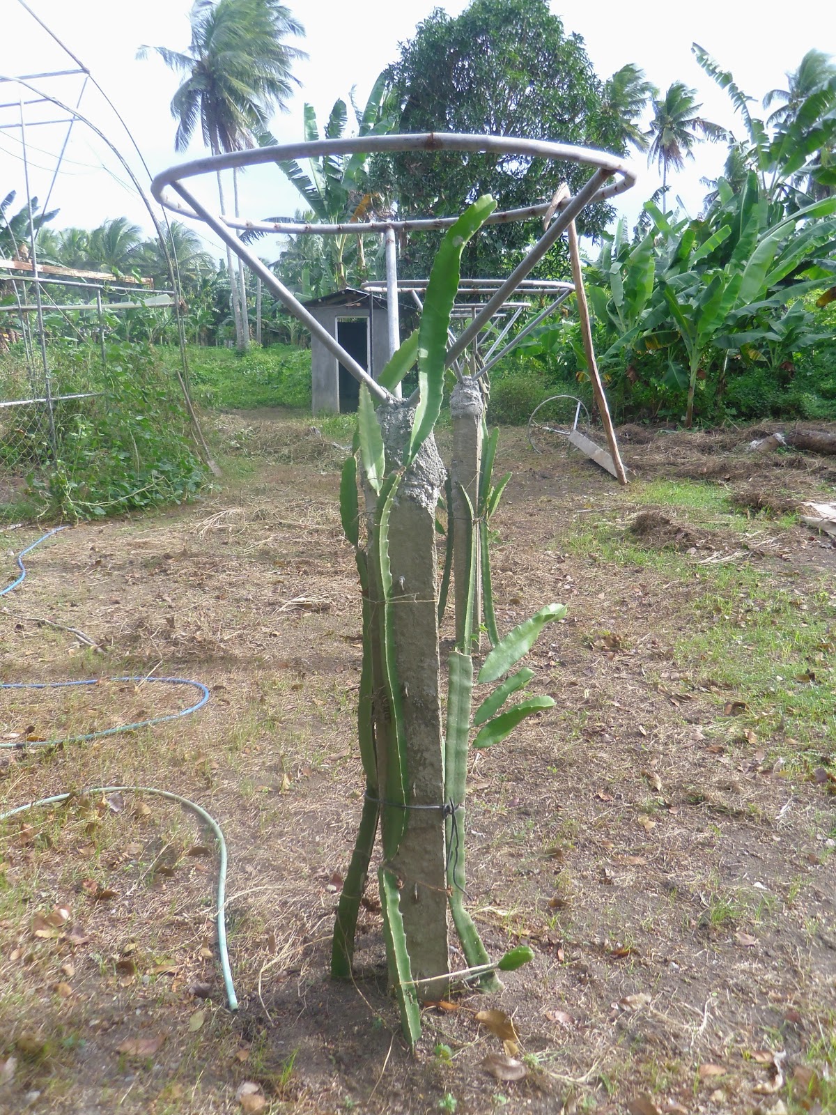 Dragon Fruit Tree Care