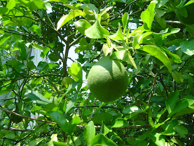 Dragon Fruit Tree For Sale