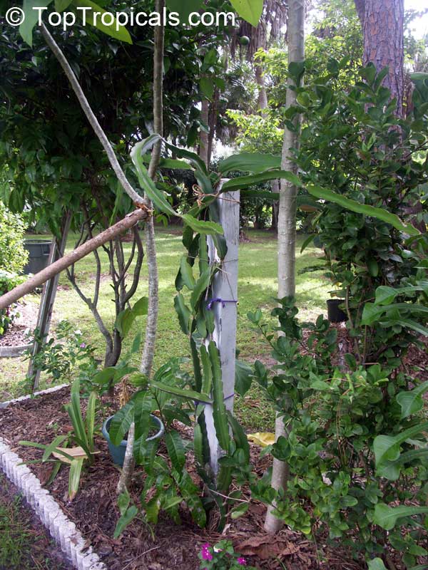 Dragon Fruit Tree For Sale