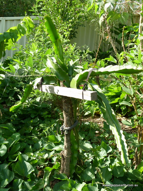 Dragon Fruit Tree For Sale