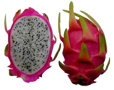 Dragon Fruit Tree For Sale Florida