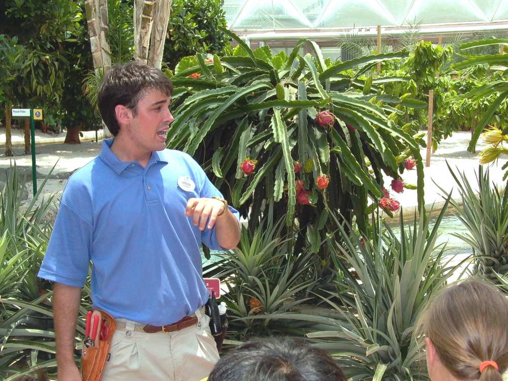 Dragon Fruit Tree For Sale Florida