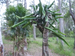 Dragon Fruit Tree Height