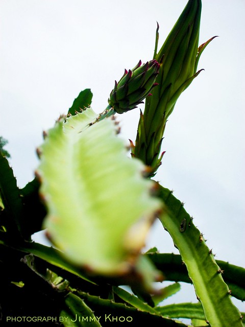 Dragon Fruit Tree Height