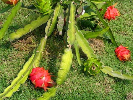 Dragon Fruit Tree How To Grow