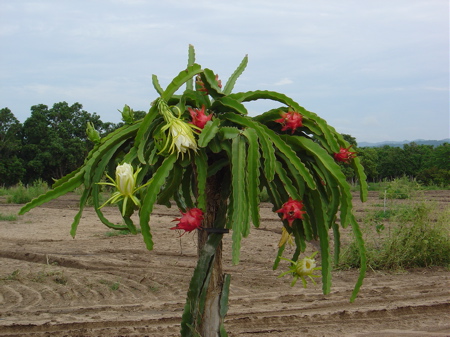 Dragon Fruit Tree Images