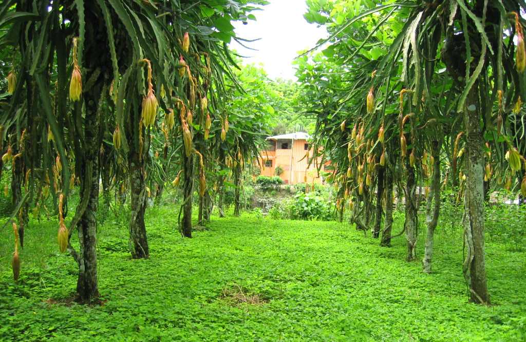 Dragon Fruit Tree Images