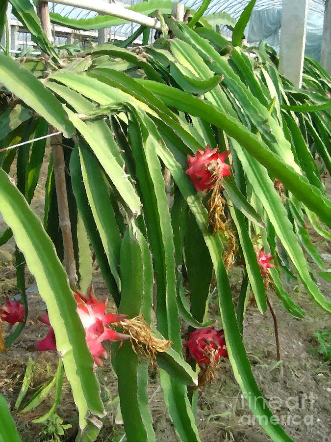 Dragon Fruit Tree Images