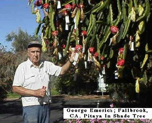 Dragon Fruit Tree Images