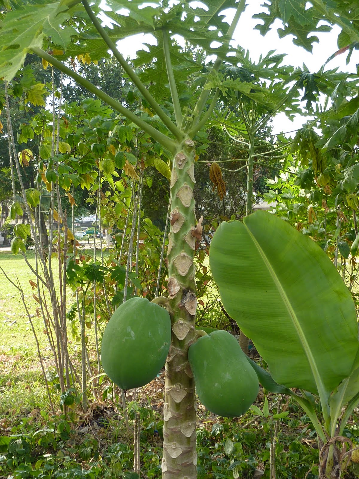 Dragon Fruit Tree Images